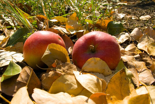 兩個(gè)紅蘋(píng)果。