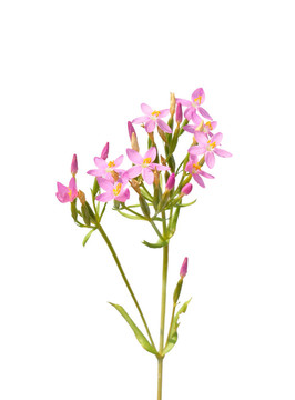 常見的矢車菊（菊）