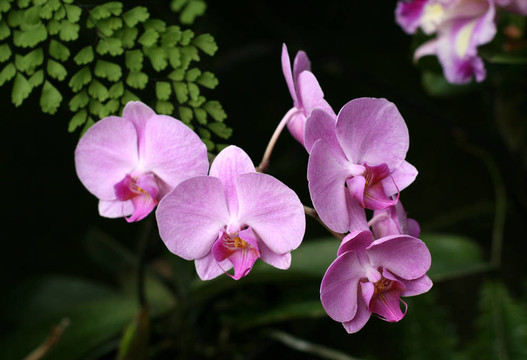 蘭花