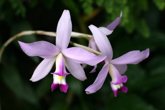 蘭花