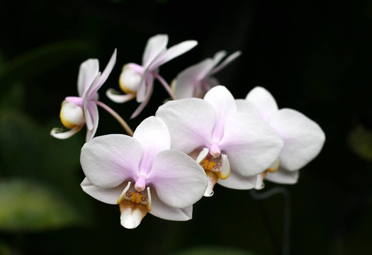 蘭花