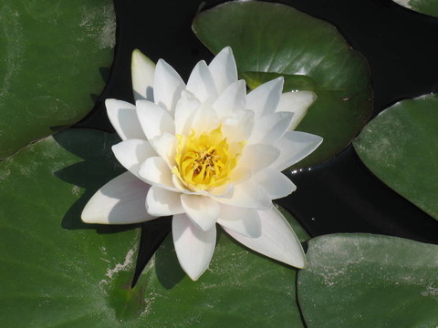 水百合