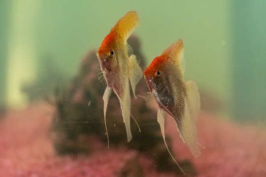 熱帶魚 燕魚