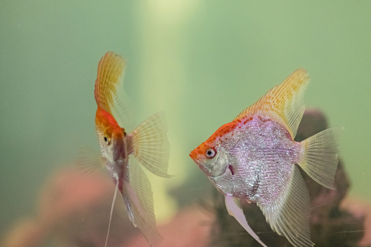 熱帶魚 燕魚