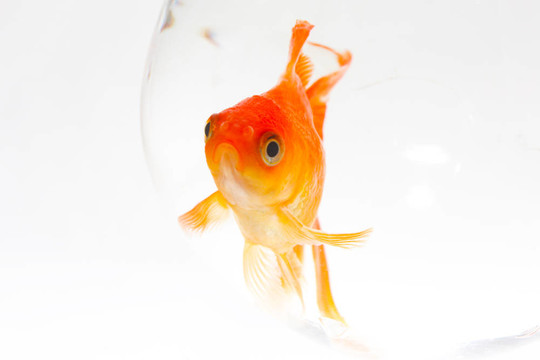 金色的魚(yú)。白色隔離