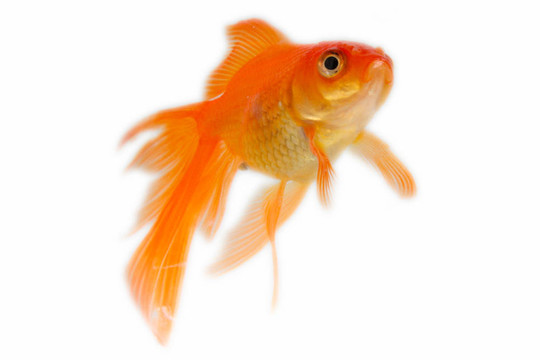 金色的魚(yú)。白色隔離