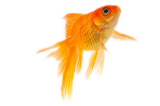 金色的魚。白色隔離