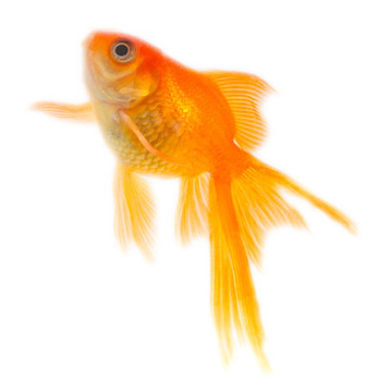 金色的魚。白色隔離