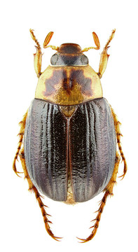 Anomala errans