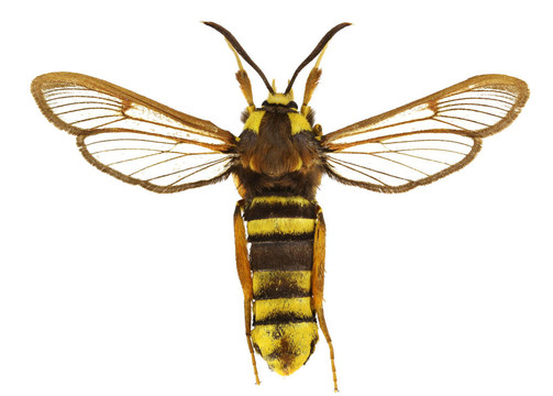 塞西亞apiformis