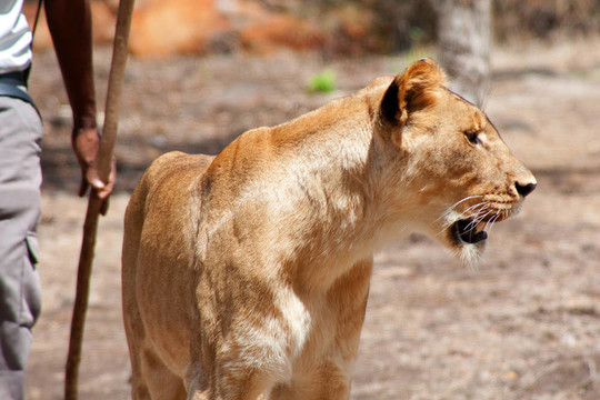 獅子（Panthera leo）