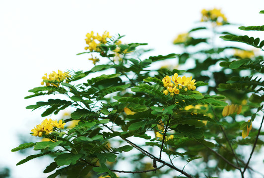 黃花槐