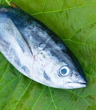 金槍魚(yú)頭