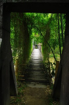 森林中的一座橋