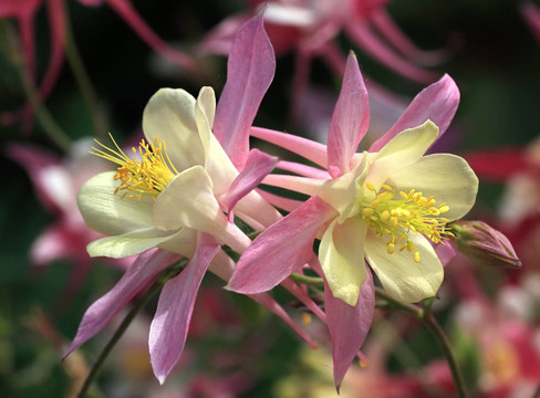耬斗菜。