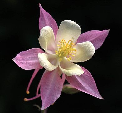 耬斗菜。