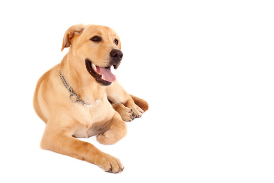 坐在小狗的拉布拉多犬