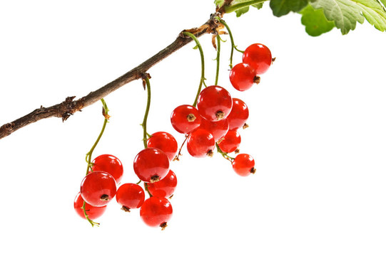 紅醋栗束