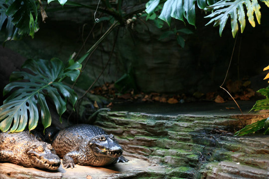 crocodille -溫哥華水族館；溫哥華；加拿大