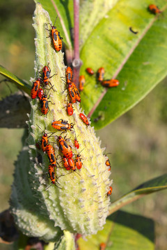 Milkweed Bug（乳草蝽）