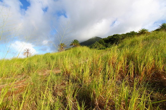 圣基茨島山liamuiga