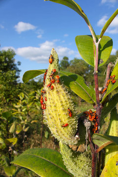 Milkweed Bug（乳草蝽）