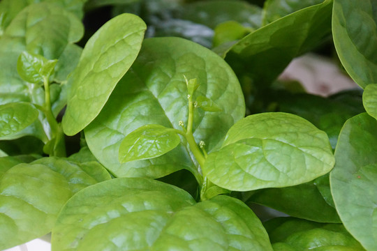 木耳菜
