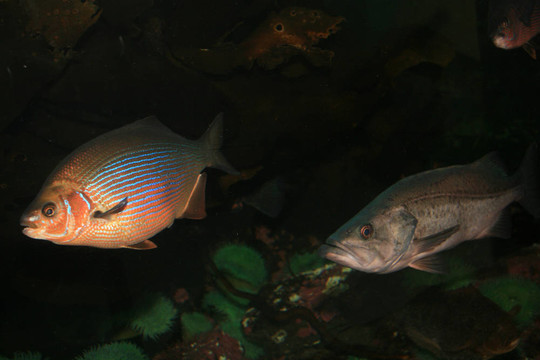 溫哥華水族館；溫哥華；加拿大