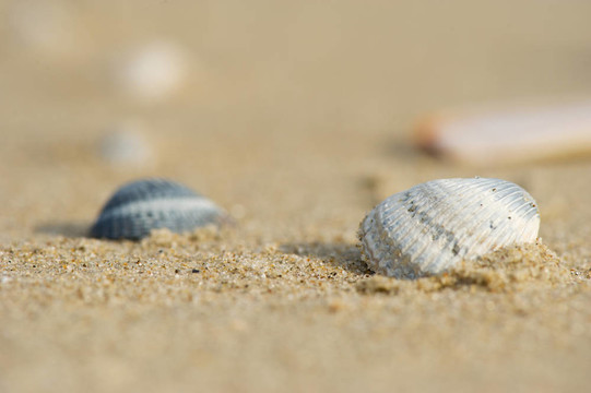 海灘上的貝殼