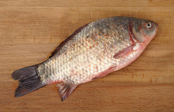 木背鯽魚