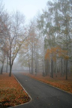公園里的霧