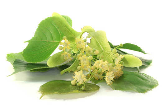 菩提樹花