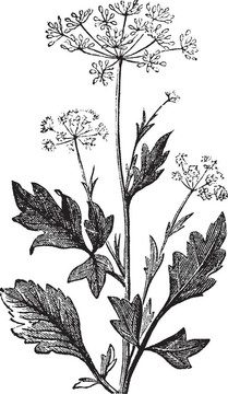 茴香、茴芹復(fù)古雕刻