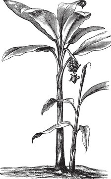 香蕉復(fù)古雕刻