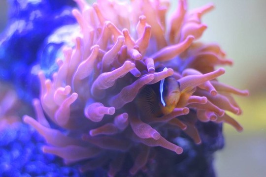魚在水里