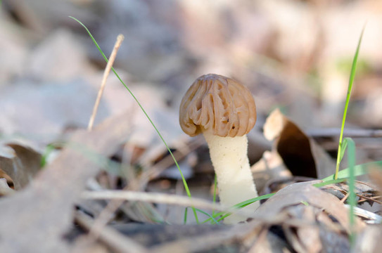 樹林里的長脖子蘑菇