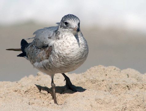 shorebird1