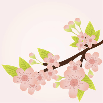櫻桃樹