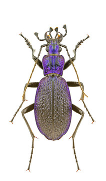 Carabus intricatus