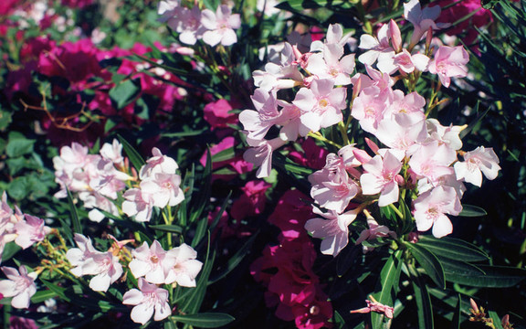 紅色和Pink Flowers