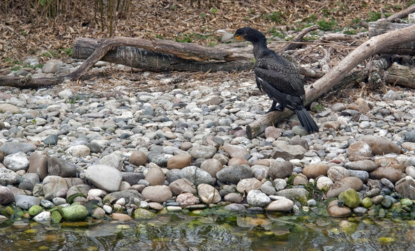 水邊的風(fēng)景Great Cormorant