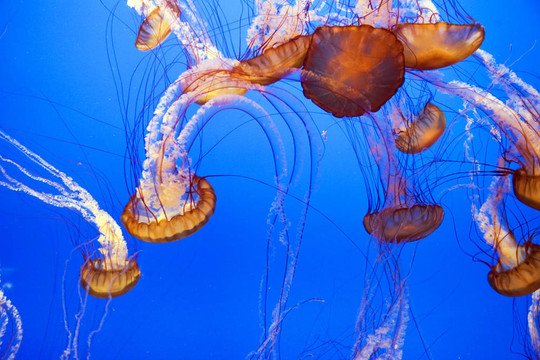 美麗的水母在水族館里