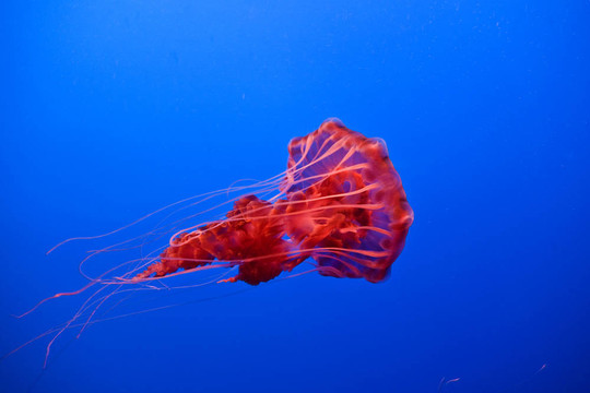 美麗的水母在水族館里