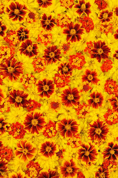 Rudbeckia laciniata；蘭塔納卡馬拉；萬壽菊-花
