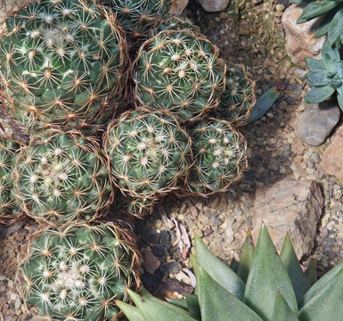 仙人掌和多肉植物