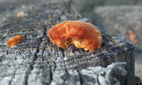 紅菌