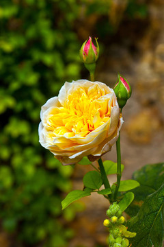 薔薇處處開
