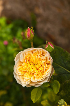 薔薇處處開