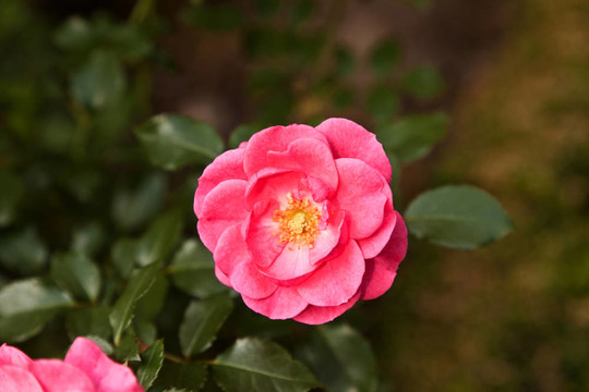 薔薇處處開
