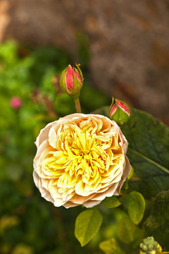 薔薇處處開